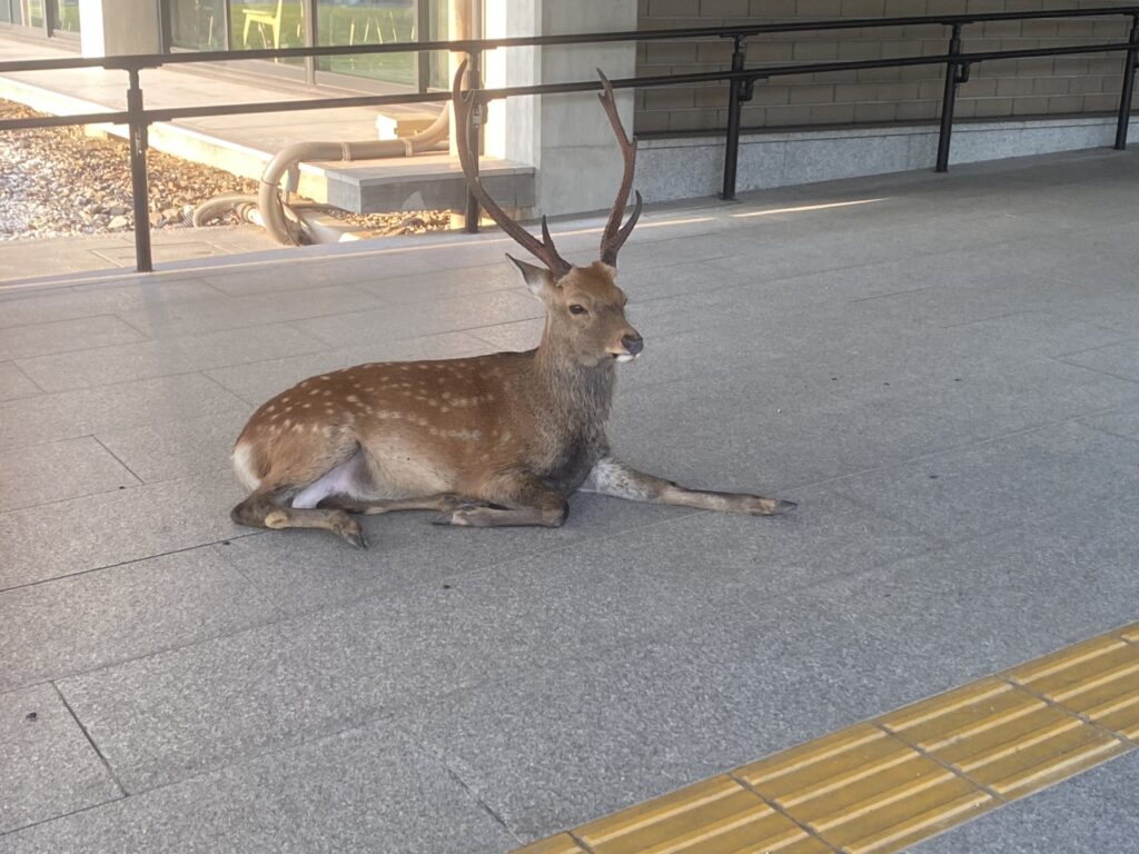パパ活奈良 やり方 稼ぐ方法 大阪 おすすめアプリ